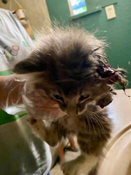 Rescue Domestic Long Hair Cats for Adoption in ABRAHAM BALDWIN COLLEGE, Georgia - C927-25 Duran Foster | PetCurious