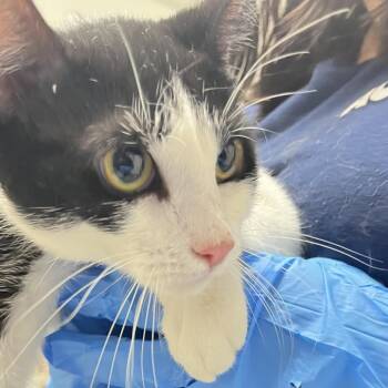 monti -  Domestic Short Hair Cat for Adoption in Philadelphia, Pennsylvania - Monti | PetCurious