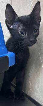Rescue Domestic Short Hair Cats for Adoption in Honolulu, Hawaii - 59657275 | PetCurious