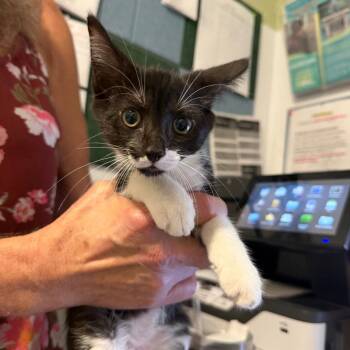 Clyde -  Domestic Short Hair Cat for Adoption in Port Charlotte, Florida - Clyde | PetCurious