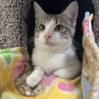 Domestic Short Hair Cats Available for Adoption - Squid | PetCurious