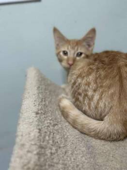 Rescue Domestic Short Hair Cats for Adoption in Evansville, Indiana - Taki | PetCurious