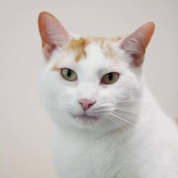 Rescue Domestic Short Hair Cats for Adoption in Cumming, Georgia - Henry The Orange | PetCurious