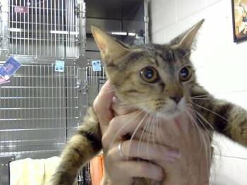 KIKI -  Domestic Short Hair Cat for Adoption in Pasadena, Texas - KIKI | PetCurious