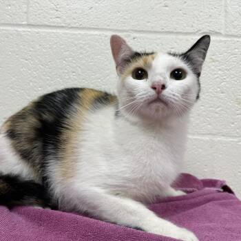 SVAS-Stray-39259 -  Domestic Short Hair Cat for Adoption in Lyndhurst, Virginia - SVAS-Stray-39259 | PetCurious