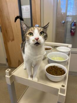 Calico Cats Available for Adoption - Cora | PetCurious