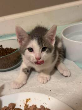 Tank -  Domestic Short Hair Cat for Adoption in Minneapolis, Minnesota - Tank | PetCurious