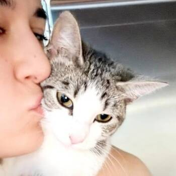 Domestic Short Hair Cats Available for Adoption in Bulverde, Texas - Bitty | PetCurious