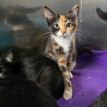 Opie -  Domestic Short Hair Cat for Adoption in Spokane, Washington - Opie | PetCurious