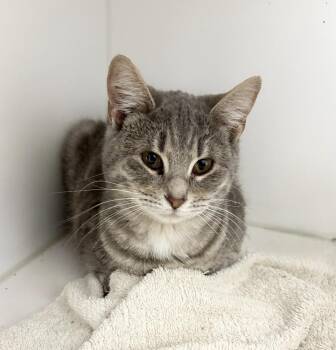 Domestic Short Hair Cats Available for Adoption - Lindy | PetCurious