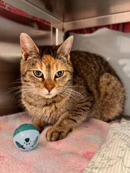 Domestic Short Hair Cats Available for Adoption - Venelope | PetCurious