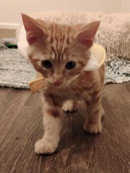 Bluth Family: GOB, the illusionist -  Domestic Short Hair Cat for Adoption - Bluth Family: GOB, The Illusionist | PetCurious