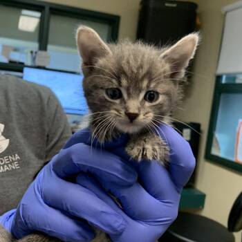 Pugsley -  Domestic Short Hair Cat for Adoption in Pasadena, California - Pugsley | PetCurious