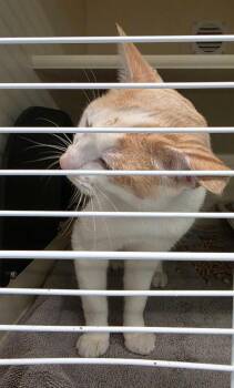 Eli -  Domestic Short Hair Cat for Adoption in Bloomington, Indiana - Eli | PetCurious