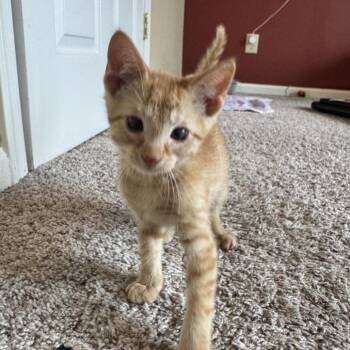 Meenie -  Domestic Short Hair Cat for Adoption in Nashville, Tennessee - Meenie | PetCurious