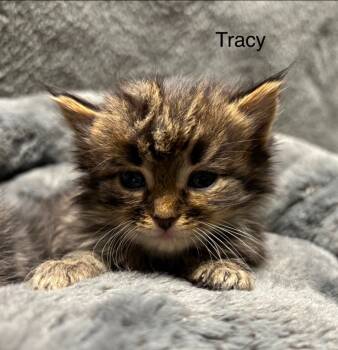 Rescue Domestic Short Hair Cats for Adoption in Wabash, Indiana - Tracy | PetCurious