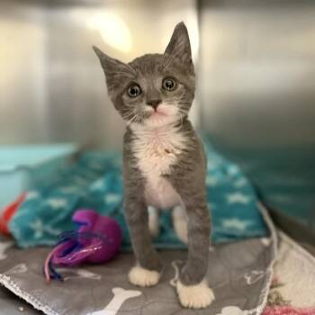Toyota-Thon -  Domestic Short Hair Cat for Adoption in Bullhead City, Arizona - Toyota-Thon | PetCurious