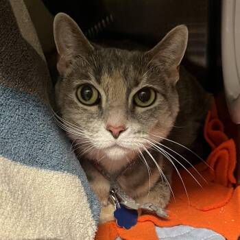 Domestic Short Hair Cats Available for Adoption in Oak Park, Illinois - Reba | PetCurious