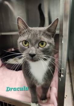 Domestic Short Hair Cats Available for Adoption in Westminster, Maryland - DRACULA | PetCurious
