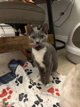 Rescue Domestic Short Hair Cats for Adoption in Tonawanda, New York - Berlioz | PetCurious