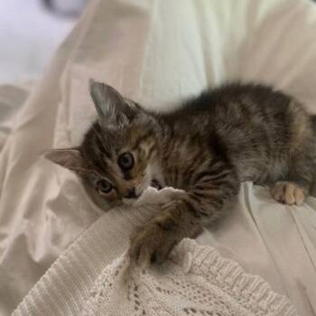 Virginia Slim -  Domestic Short Hair Cat for Adoption in Dallas, Texas - Virginia Slim | PetCurious