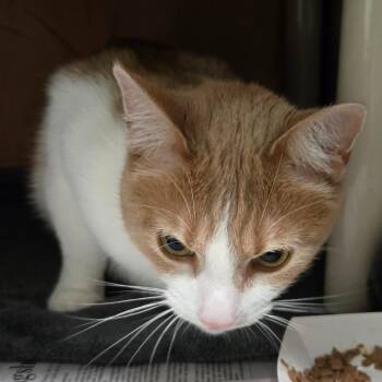 Yeti -  Domestic Short Hair Cat for Adoption in Kennebunk, Maine - Yeti | PetCurious