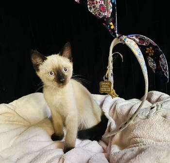 Rescue Domestic Short Hair and Siamese Cats for Adoption in San Diego, California - Blue | PetCurious