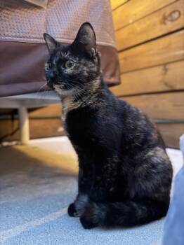 Inga -  Domestic Short Hair Cat for Adoption in Philadelphia, Pennsylvania - Inga | PetCurious