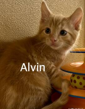 Domestic Short Hair Cats Available for Adoption in Owasso, Oklahoma - Alvin | PetCurious