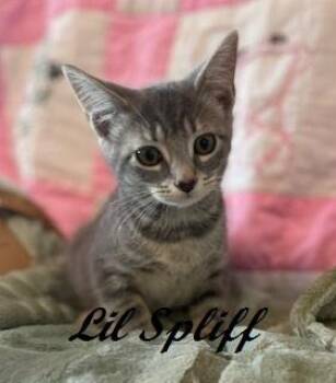 Rescue Tabby Cats for Adoption in Southern Pines, North Carolina - Lil Spliff | PetCurious