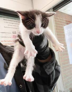 Domestic Short Hair Cats Available for Adoption in Nashville, Tennessee - Rockhopper | PetCurious