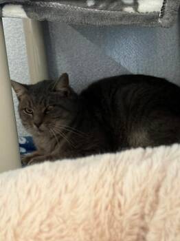 Flint -  Domestic Short Hair Cat for Adoption in Moriarty, New Mexico - Flint | PetCurious