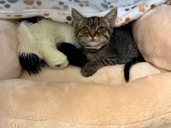 Rescue Domestic Short Hair Cats for Adoption in San Jacinto, California - Mocha | PetCurious
