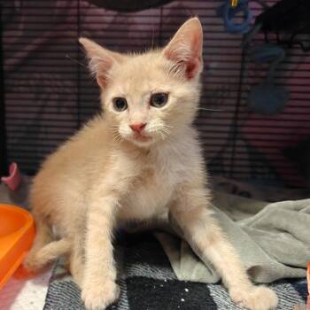 Domestic Short Hair Cats Available for Adoption in New Orleans, Louisiana - Topper | PetCurious