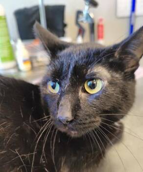 Oslo (O9) -  Domestic Short Hair Cat for Adoption in Lafayette, Indiana - Oslo (O9) | PetCurious