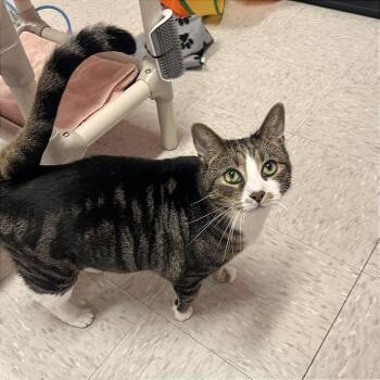Ulyssess -  Domestic Short Hair Cat for Adoption in Binghamton, New York - Ulyssess | PetCurious
