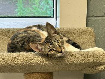 Mocha -  Calico Cat for Adoption in Sudbury, Massachusetts - Mocha | PetCurious