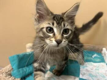 Strudel -  Domestic Medium Hair and Maine Coon Cat for Adoption in Chicago, Illinois - Strudel | PetCurious
