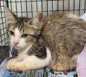 WINTER -  Domestic Short Hair Cat for Adoption in San Antonio, Texas - WINTER | PetCurious