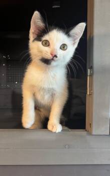 Amity -  Domestic Short Hair Cat for Adoption in Seven Valleys, Pennsylvania - Amity | PetCurious