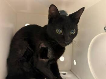 ONYX - ADOPTION PENDING -  Domestic Short Hair Cat for Adoption in Ontario, California - ONYX - ADOPTION PENDING | PetCurious