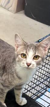 Spicy De. (dark nose outline) -  Domestic Short Hair Cat for Adoption in West Peoria, Illinois - Spicy De. (dark Nose Outline) | PetCurious