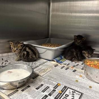 Salvi -  Domestic Short Hair Cat for Adoption in Shinnston, West Virginia - Salvi | PetCurious