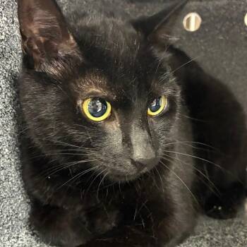 Catarina -  Domestic Short Hair Cat for Adoption in Newark, New Jersey - Catarina | PetCurious