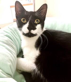 Bonnie - bonded with Clyde -  Tuxedo Cat for Adoption in Philadelphia, Pennsylvania - Bonnie - Bonded With Clyde | PetCurious