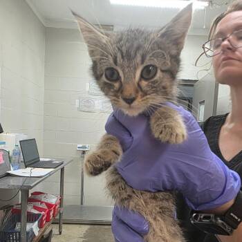 Shark -  Domestic Short Hair Cat for Adoption in Clanton, Alabama - Shark | PetCurious