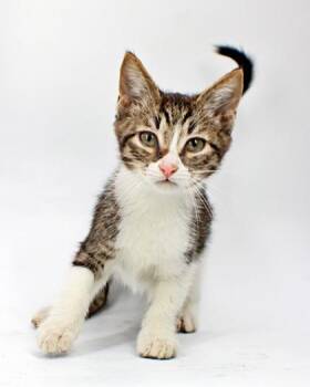 Joel -  Domestic Short Hair Cat for Adoption in Morton Grove, Illinois - Joel | PetCurious