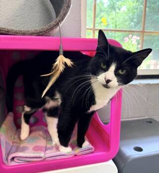 TUCKER -  Domestic Short Hair Cat for Adoption in Pegram, Tennessee - TUCKER | PetCurious