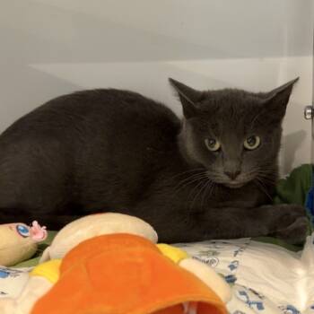 Rescue Domestic Short Hair Cats for Adoption in Matteson, Illinois - Doreen | PetCurious