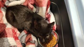 Rescue Domestic Short Hair Cats for Adoption in Hampstead, North Carolina - Lioness | PetCurious